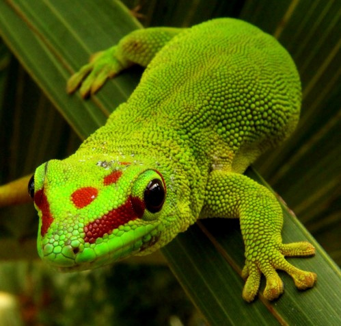Jak chovat felsumu madagaskarskou?  title=