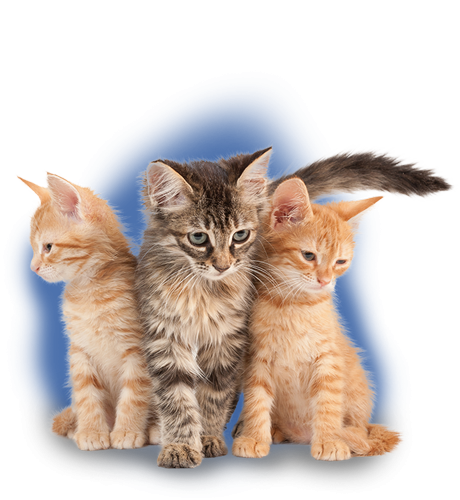 Kitten 8 weeks - 1 year title=