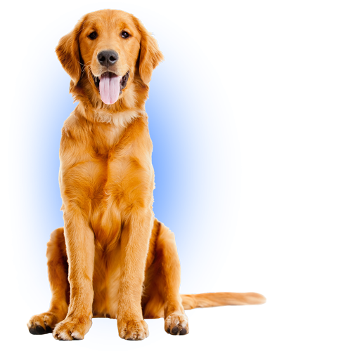 Large dogs title=