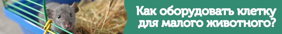Как обустроить клетку?