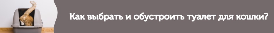 Как выбрать и обустроить туалет для кошки?