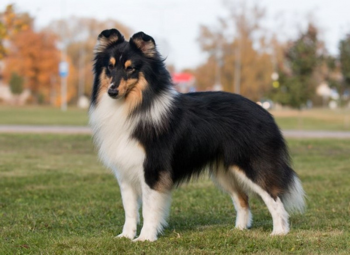 Sheltie title=