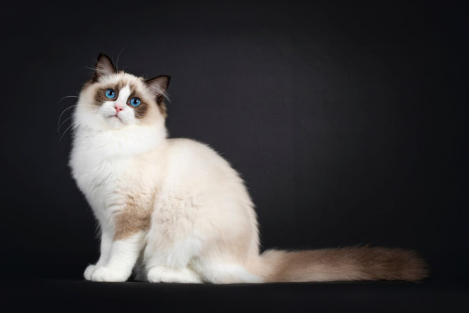Ragdoll title=