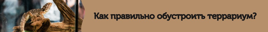 Как правильно обустроить террариум?