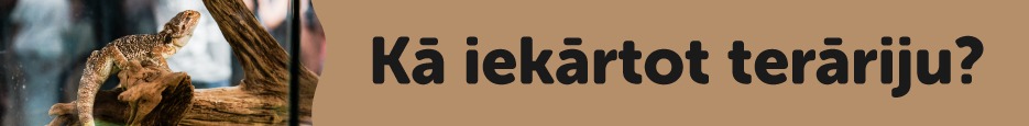 Kā iekārtot terāriju?