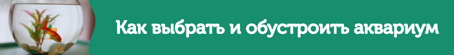 Как выбрать и обустроить аквариум